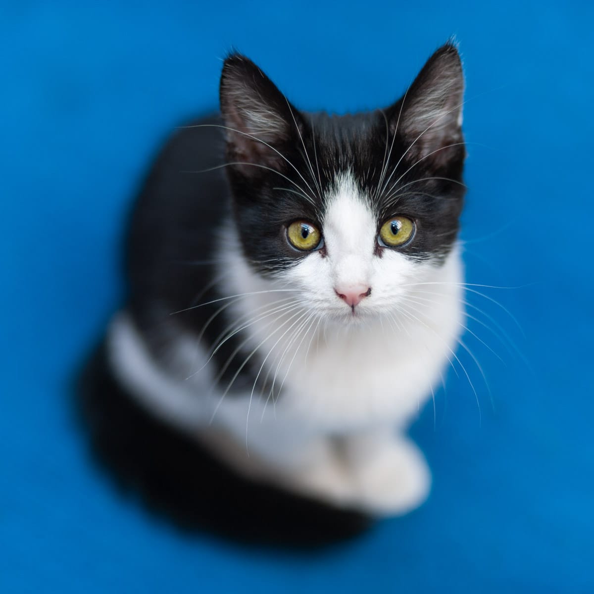 kitten photography