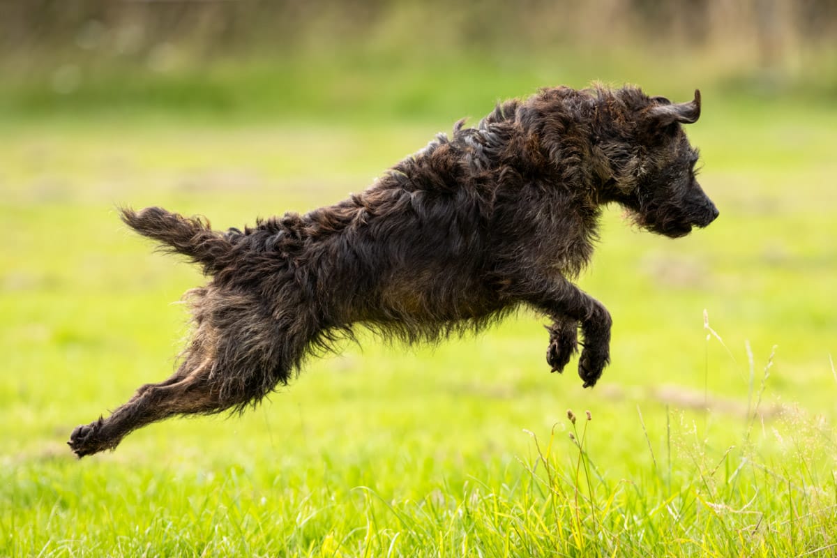 dog photography