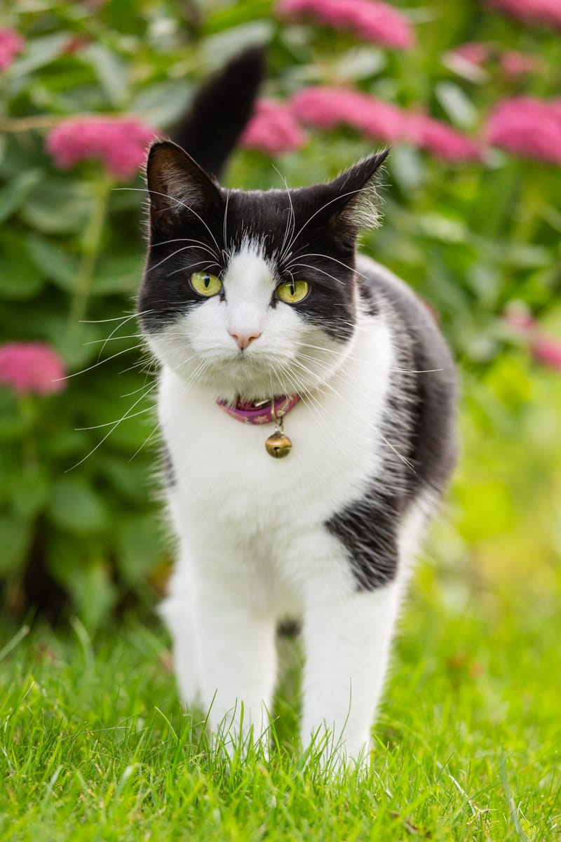 feline photography