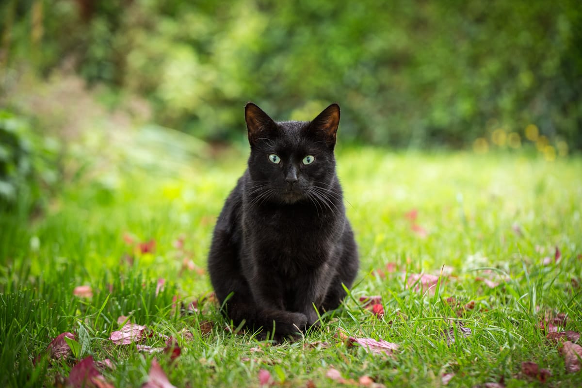 outdoor cat photography