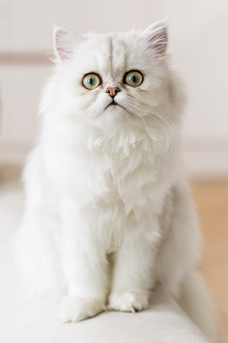 cat photography