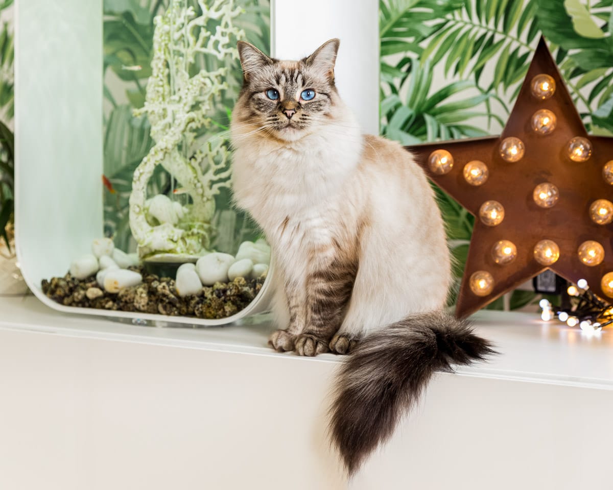 cat photography