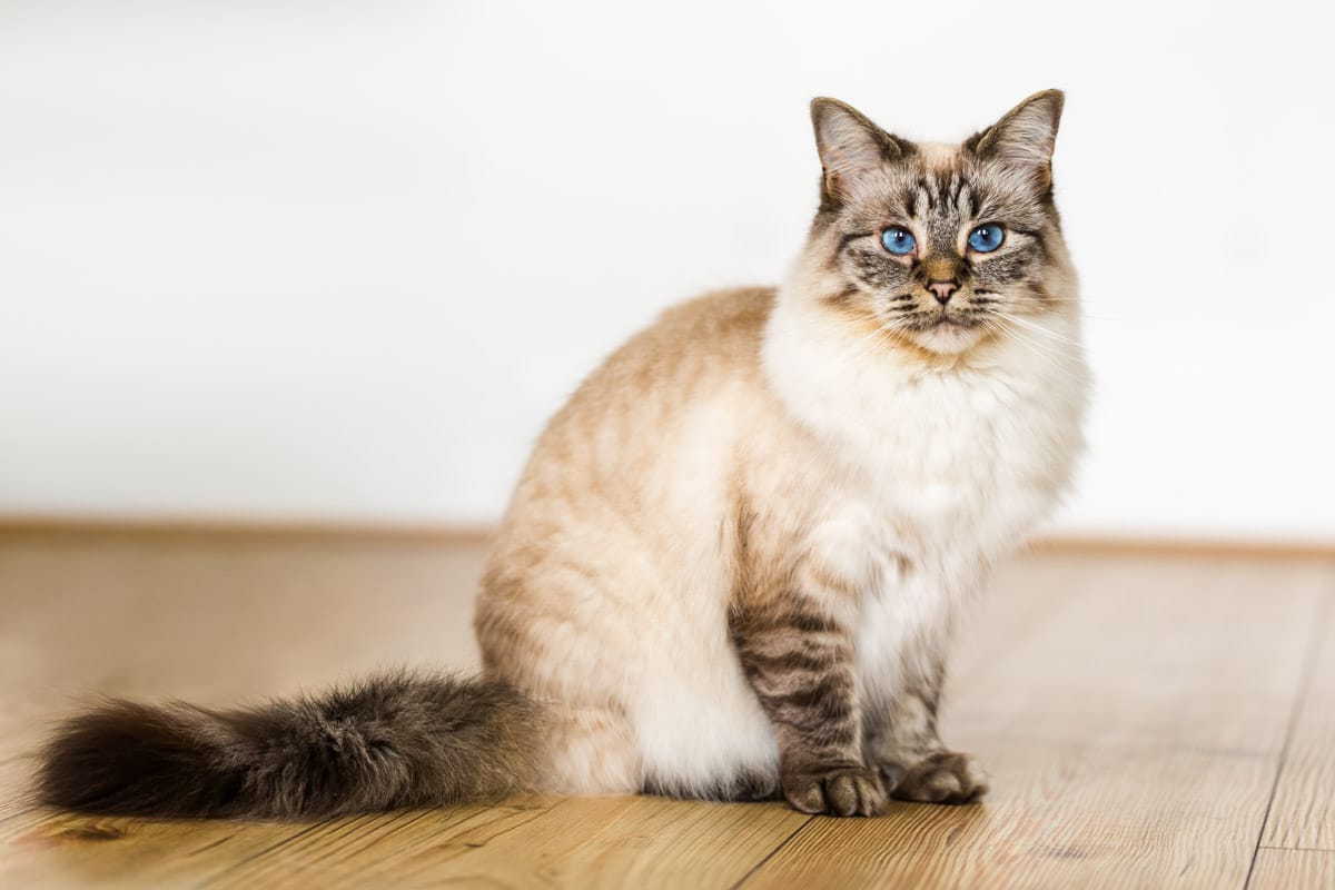 cat photography