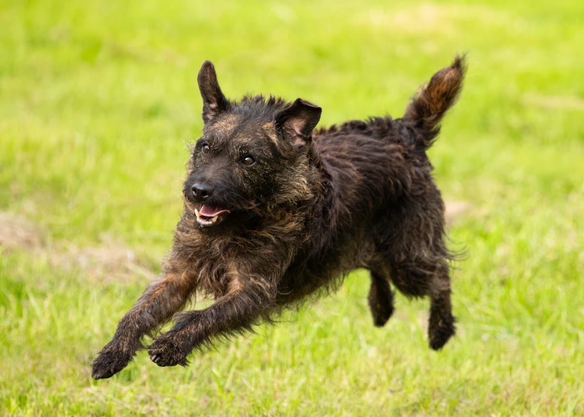 dog photography