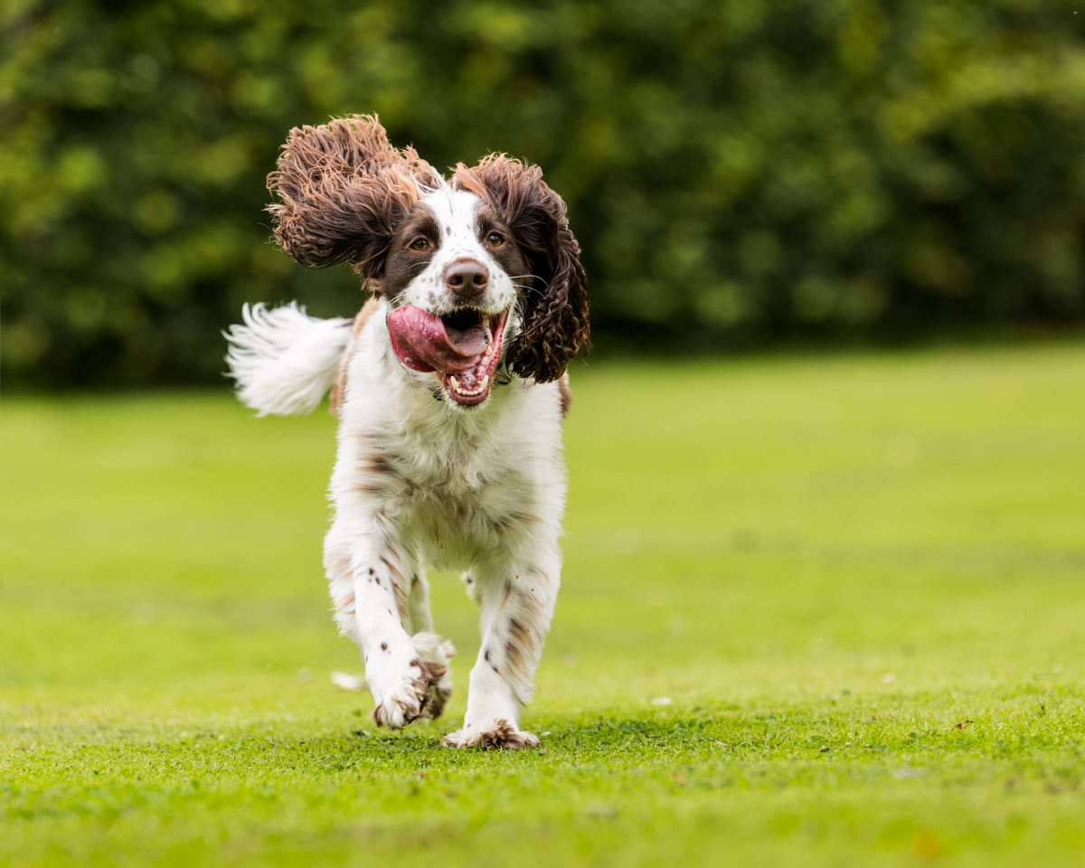 spaniel photography