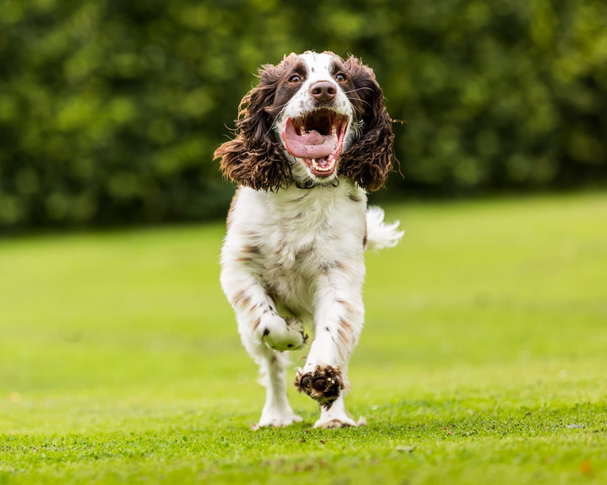 spaniel action photography