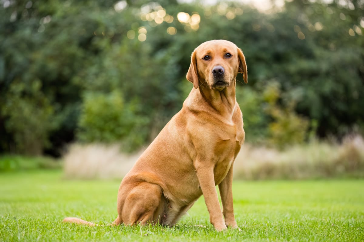 dog photography