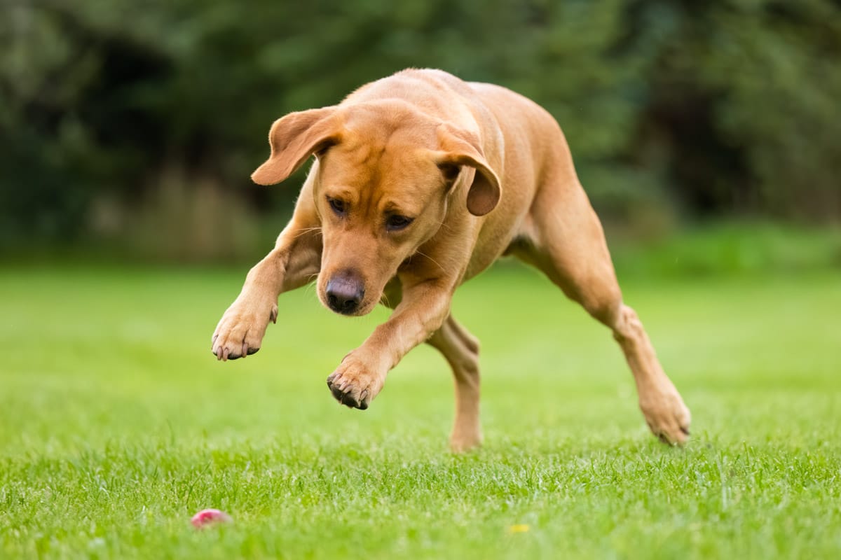 dog photography
