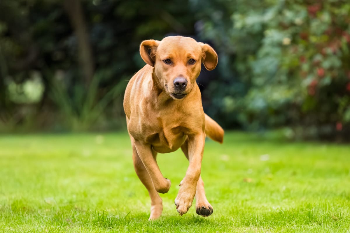 dog photography