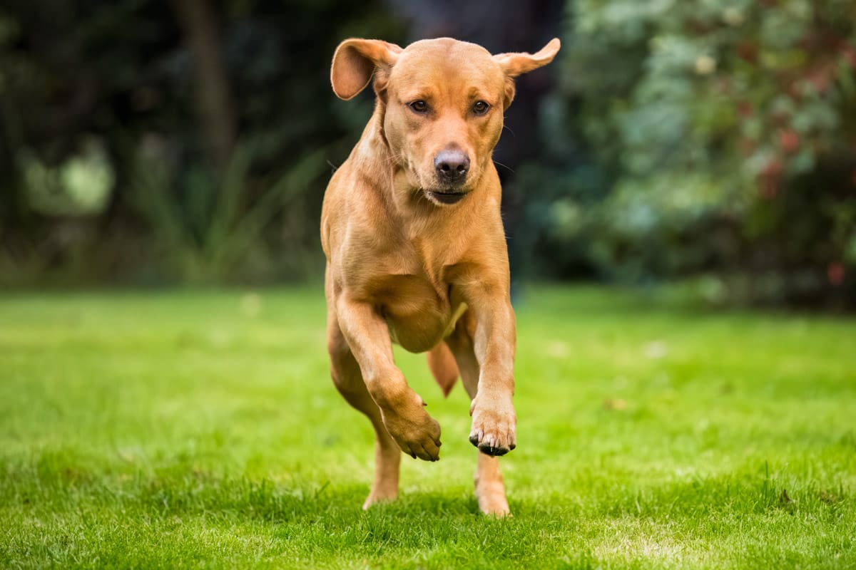 dog photography