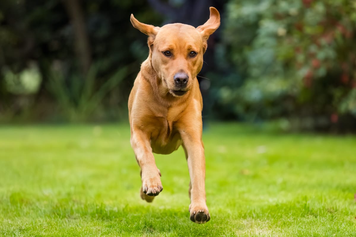 dog photography
