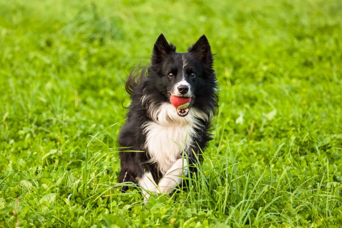 dog photography