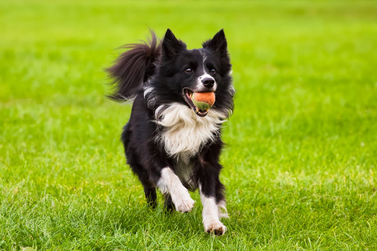 dog photography