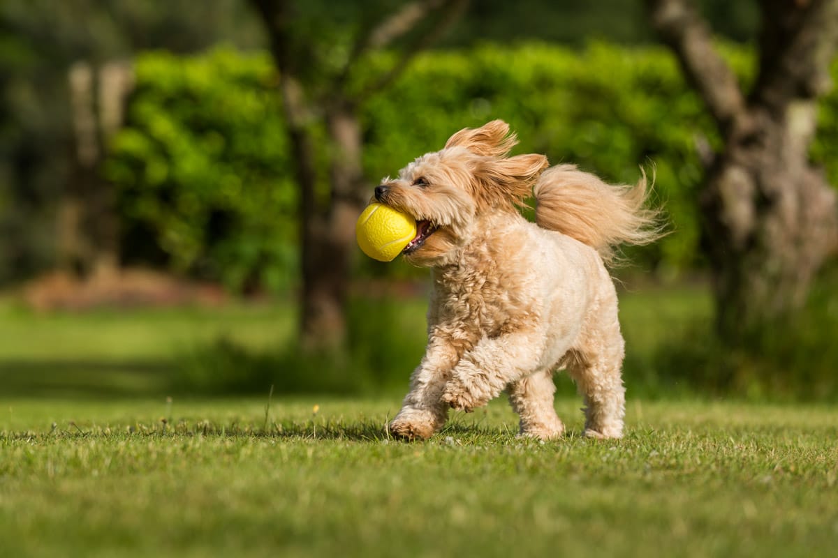 dog photography