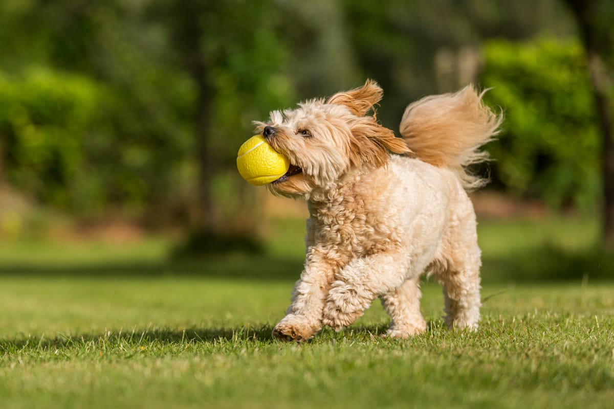 dog photography