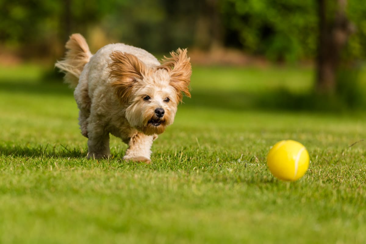 dog photography