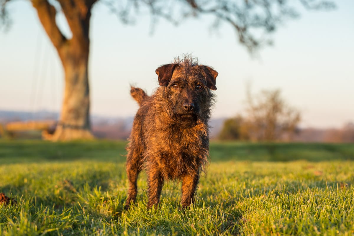 dog photography