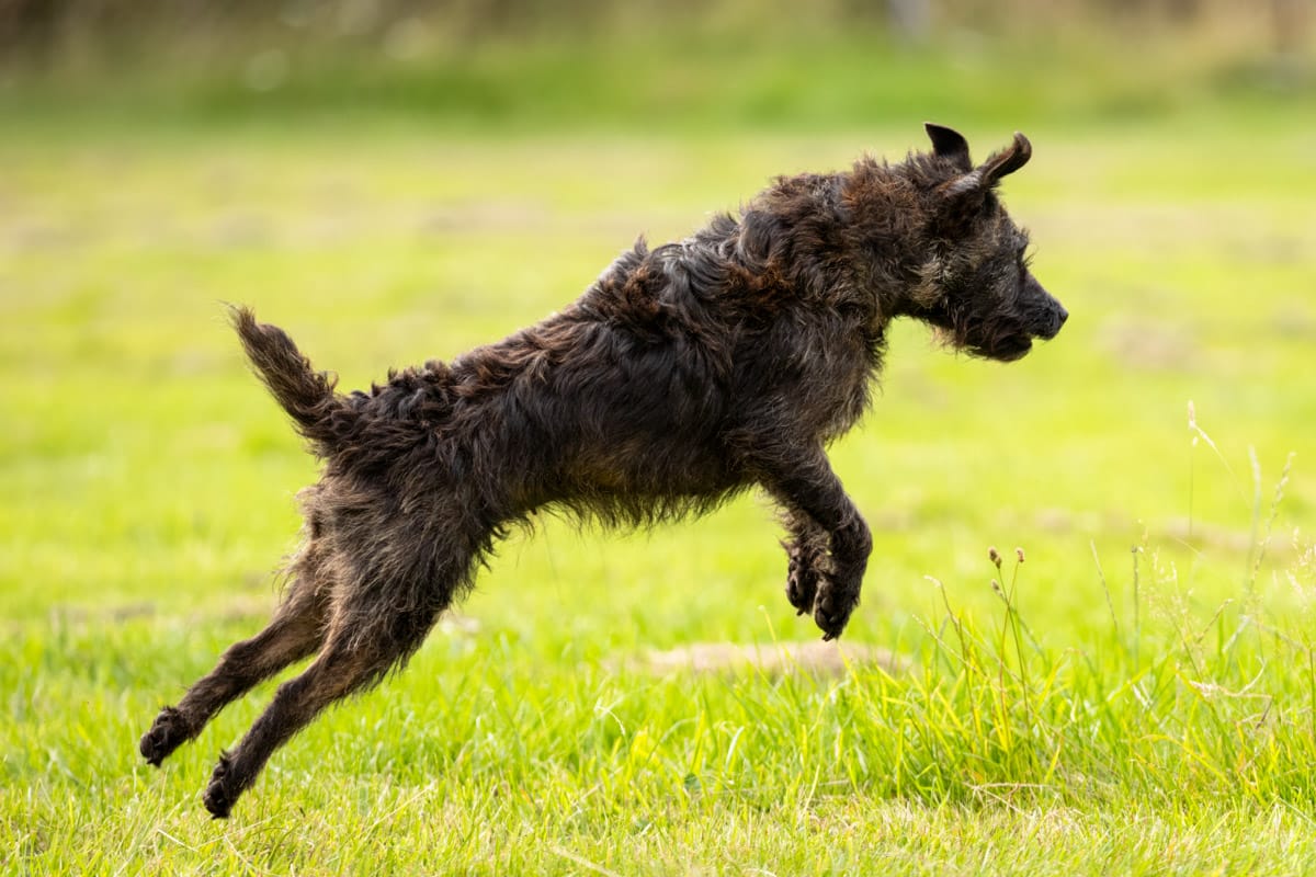 dog photography