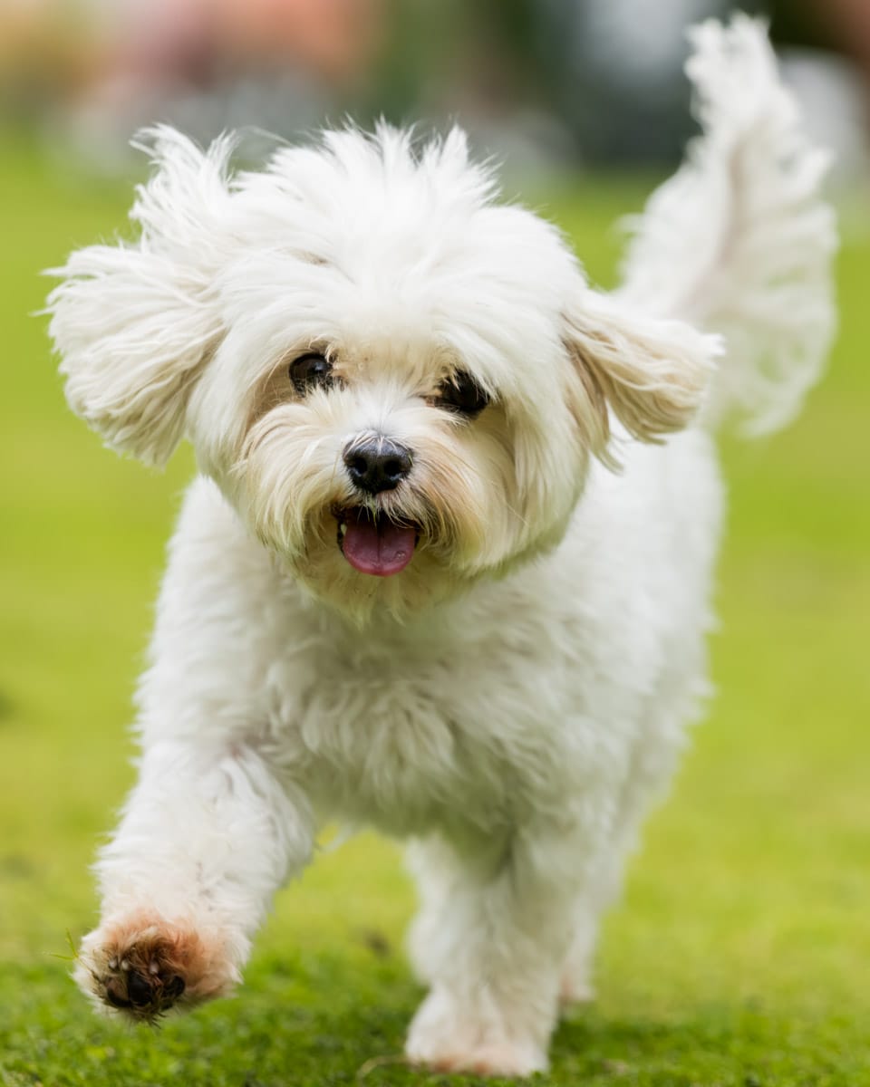 dog photography