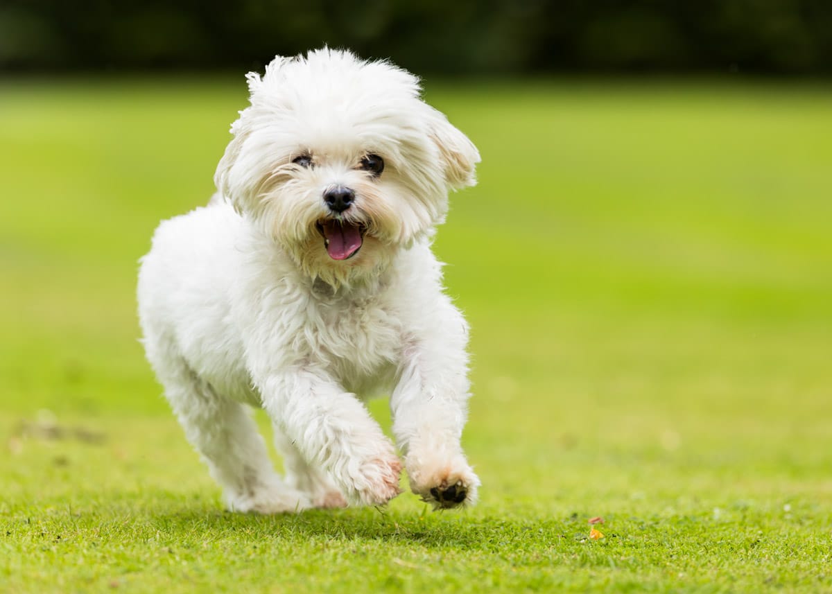 canine photography