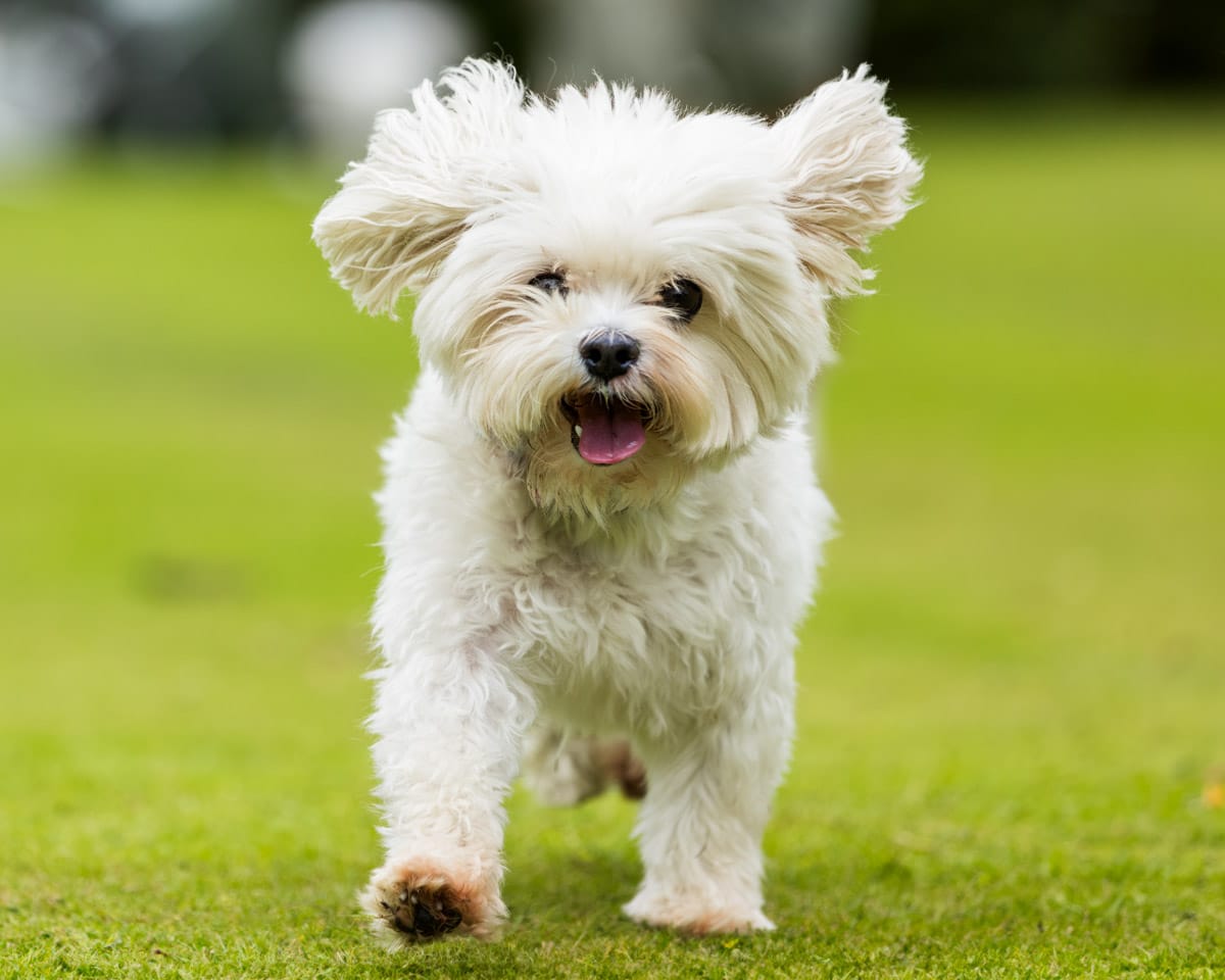 dog photography