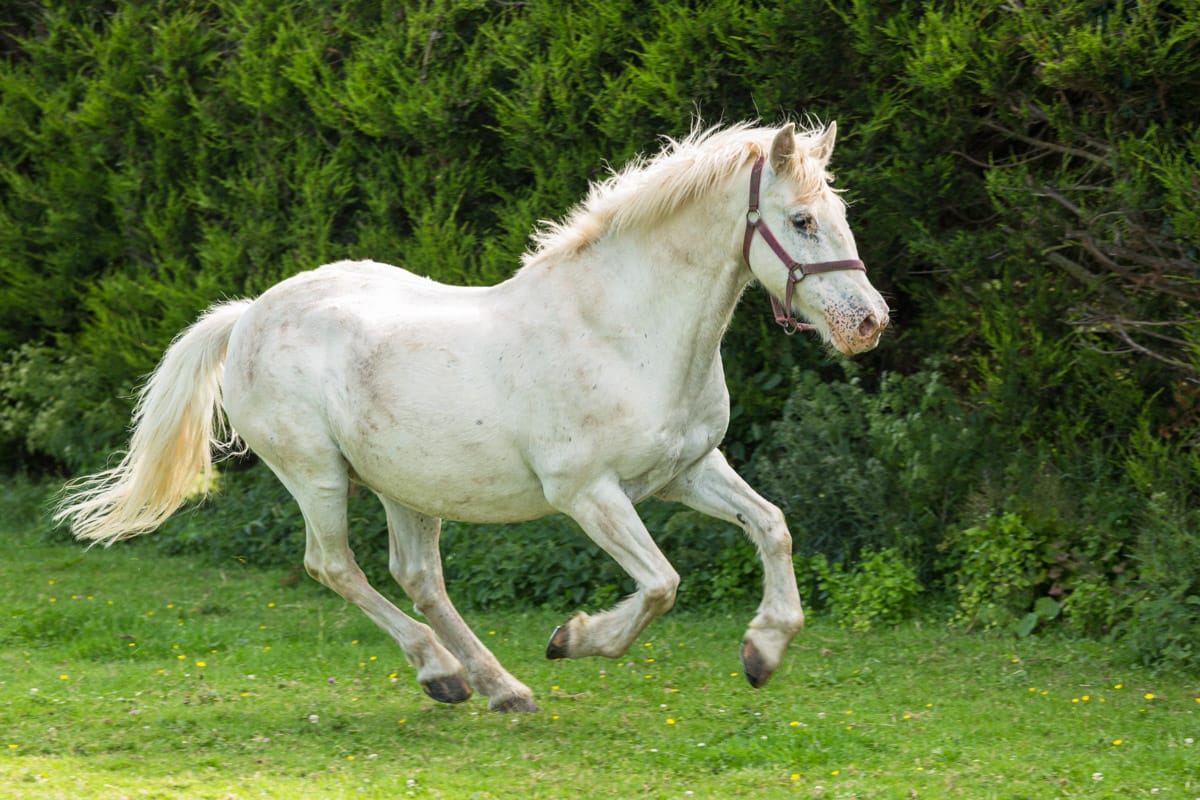 equine photography